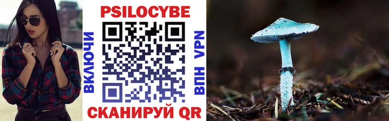 Купить  Бавлы  Галлюциногенные грибы Psilocybe 